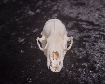 real mink skull "mustela lutreola "