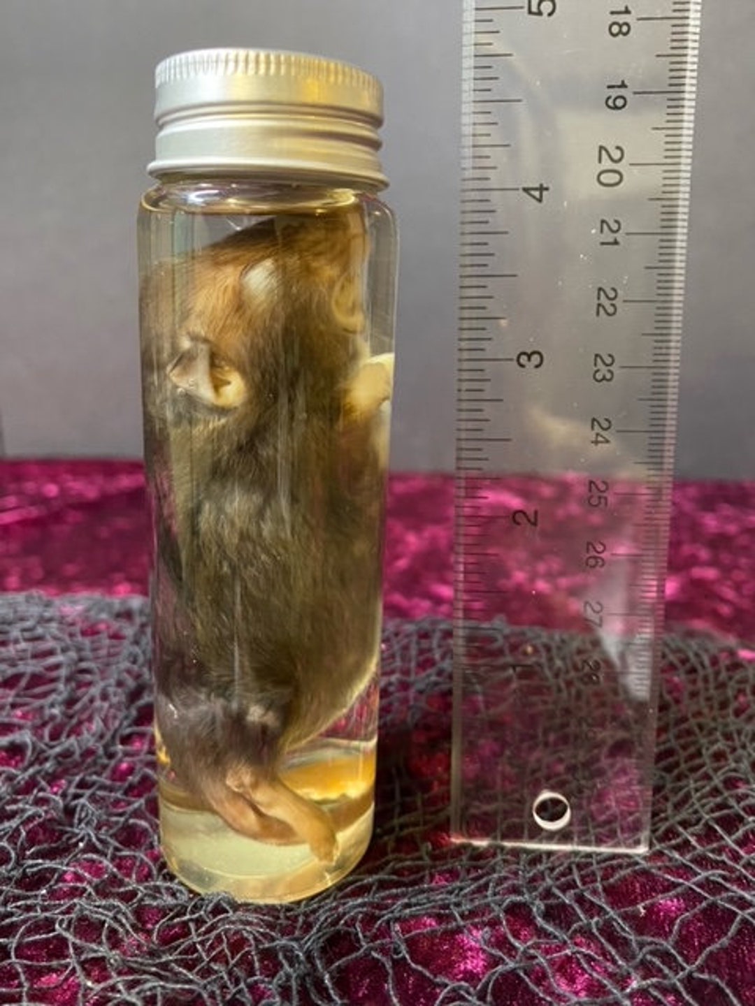 Real Mouse 