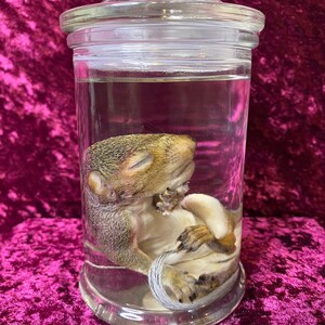 Op de afbeelding: Een kleine grijze eekhoorn bewaard in een glazen pot met een glazen deksel. De eekhoorn ligt opgerold in slaapstand.