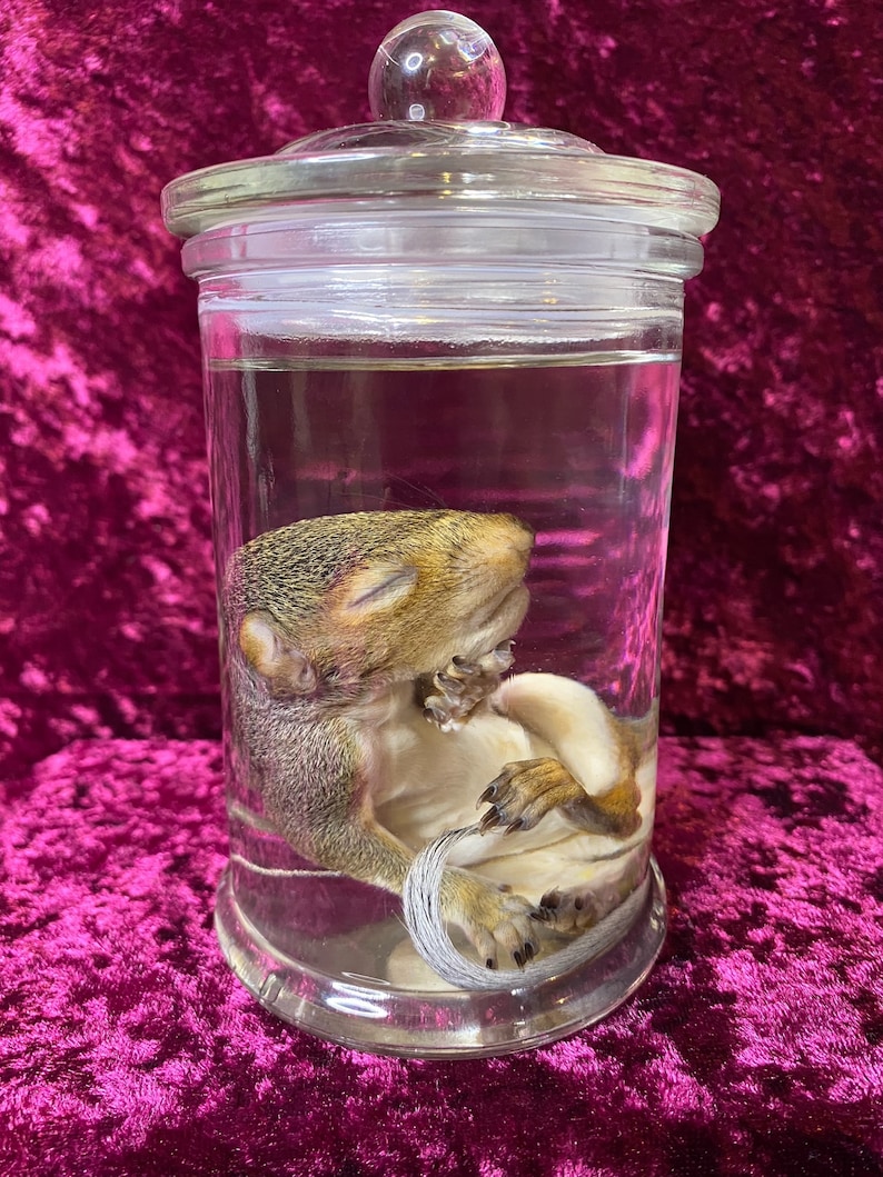 Op de afbeelding: Een kleine grijze eekhoorn bewaard in een glazen pot met een glazen deksel. De eekhoorn ligt opgerold in slaapstand.