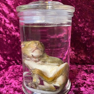 Op de afbeelding: Een klein eekhoorn dat is gepreserveerd in een glazen pot met een glazen deksel. Het eekhoorn ligt opgerold in een slaaphouding.