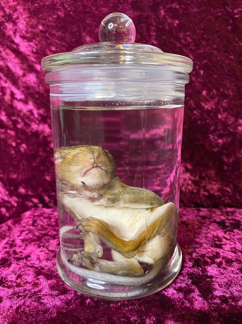 Op de afbeelding: Een klein eekhoorn dat is gepreserveerd in een glazen pot met een glazen deksel. Het eekhoorn ligt opgerold in een slaaphouding.