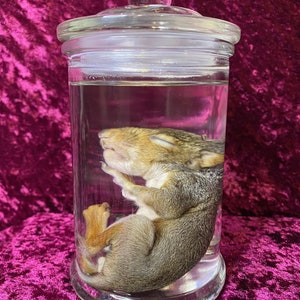 Op de afbeelding: Een klein, grijs eekhoorn dat is gepreserveerd in een glazen pot met een glazen deksel. Het eekhoorn is opgerold in een slaaphouding.