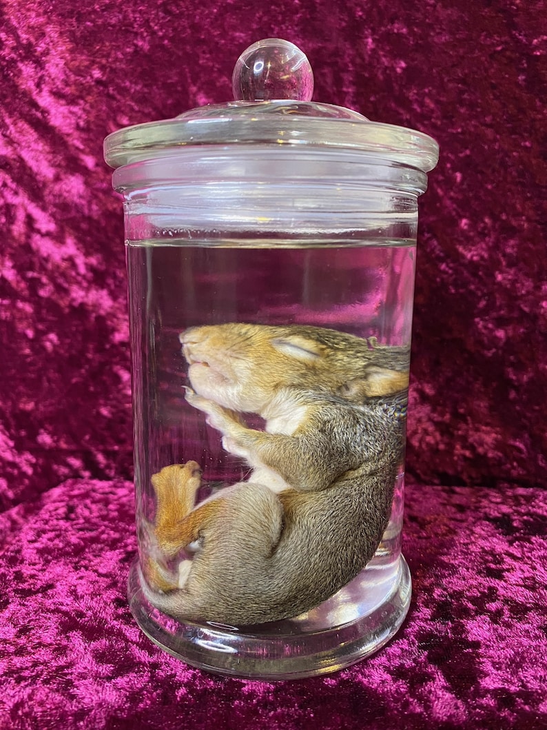 Op de afbeelding: Een klein, grijs eekhoorn dat is gepreserveerd in een glazen pot met een glazen deksel. Het eekhoorn is opgerold in een slaaphouding.