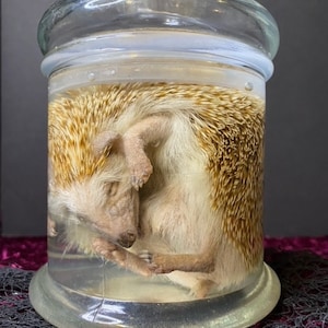 real adult hedgehog  wet specimen