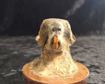 real mummified "collosciurus notatus " squirrel head