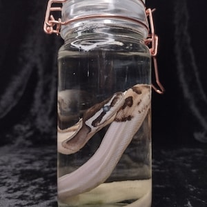 May include: A clear glass jar with a copper lid and a copper latch. The jar contains a preserved snake with a white and brown pattern.