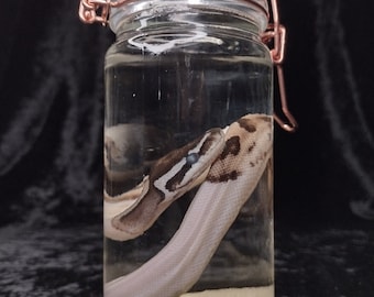 Piebald ball python "python regius" preserved wet specimen