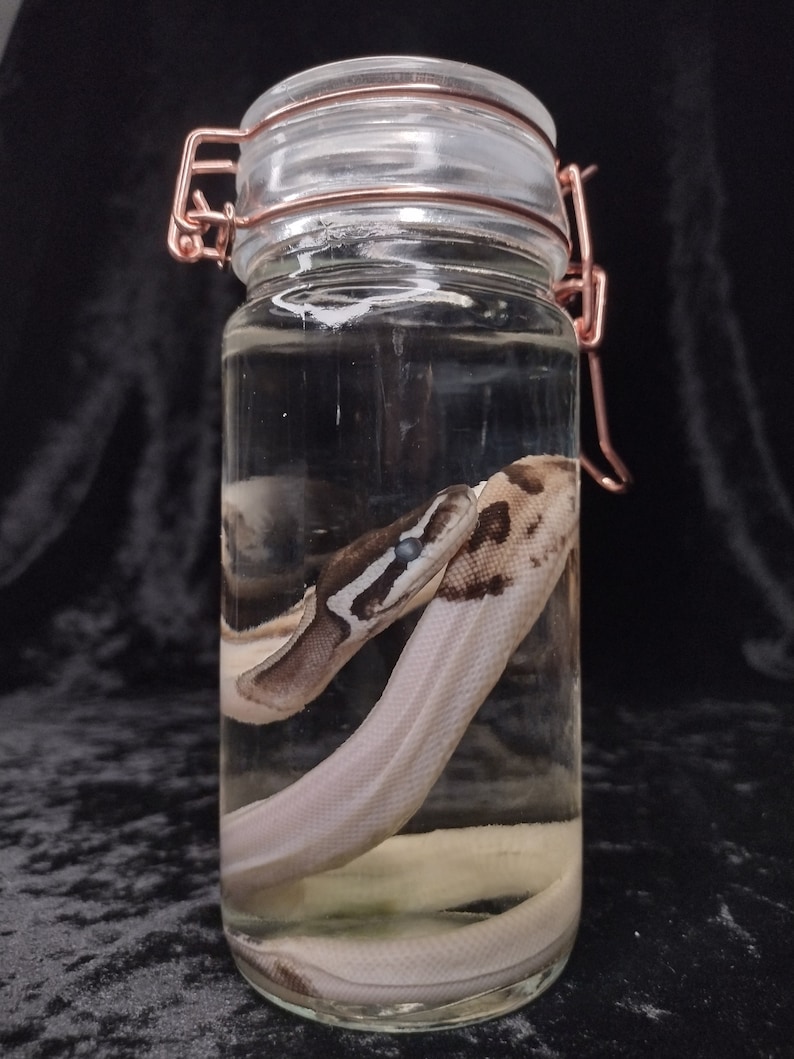May include: A clear glass jar with a copper lid and a copper latch. The jar contains a preserved snake with a white and brown pattern.