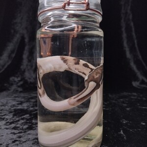 May include: A clear glass jar with a metal lid contains a preserved white and brown snake. The snake is curled up inside the jar.