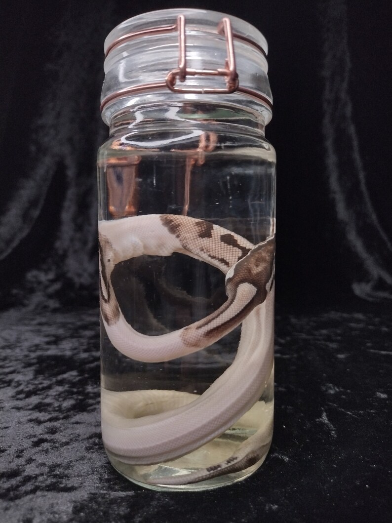 May include: A clear glass jar with a metal lid contains a preserved white and brown snake. The snake is curled up inside the jar.