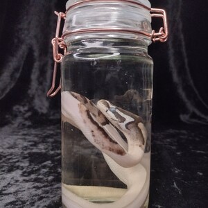 May include: A white and brown snake preserved in a clear glass jar with a copper lid and clasp.