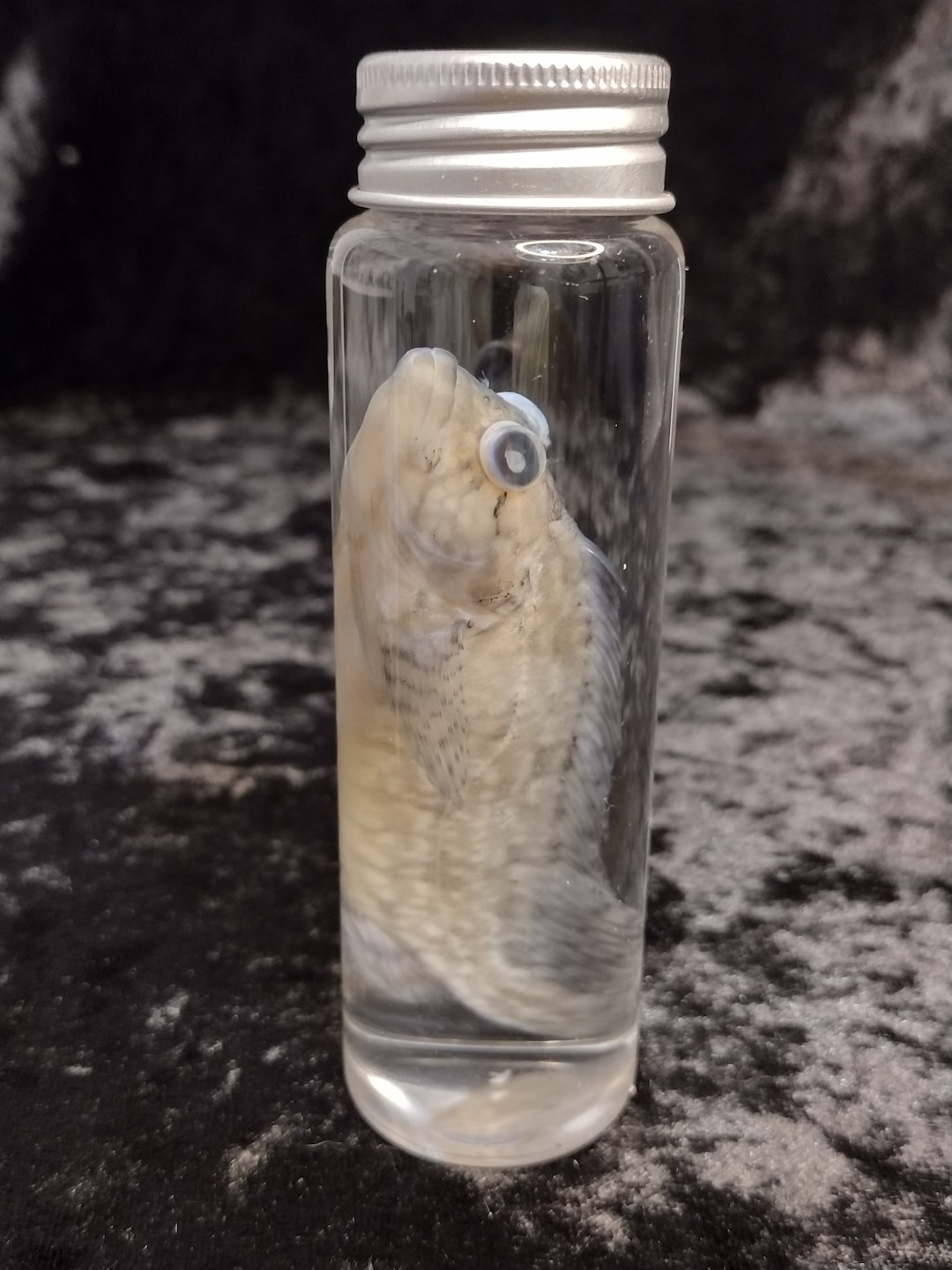 Real Florida Hairy Blenny