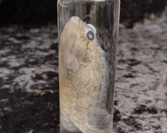 real florida hairy blenny "labrisomus nuchipinnis" wet specimen