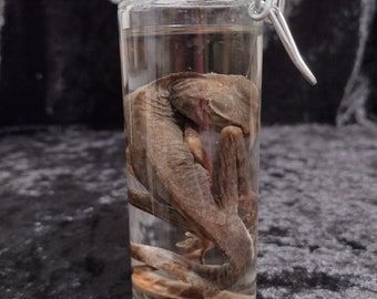 real chinese water dragon " physignathus cocincinus " wet specimen