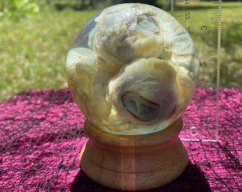 real sheep eyeballs wet specimen