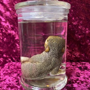 Op de afbeelding: Een gepreserveerde grijze eekhoorn in een glazen pot met een glazen deksel. De eekhoorn is opgerold in een bal in de pot.