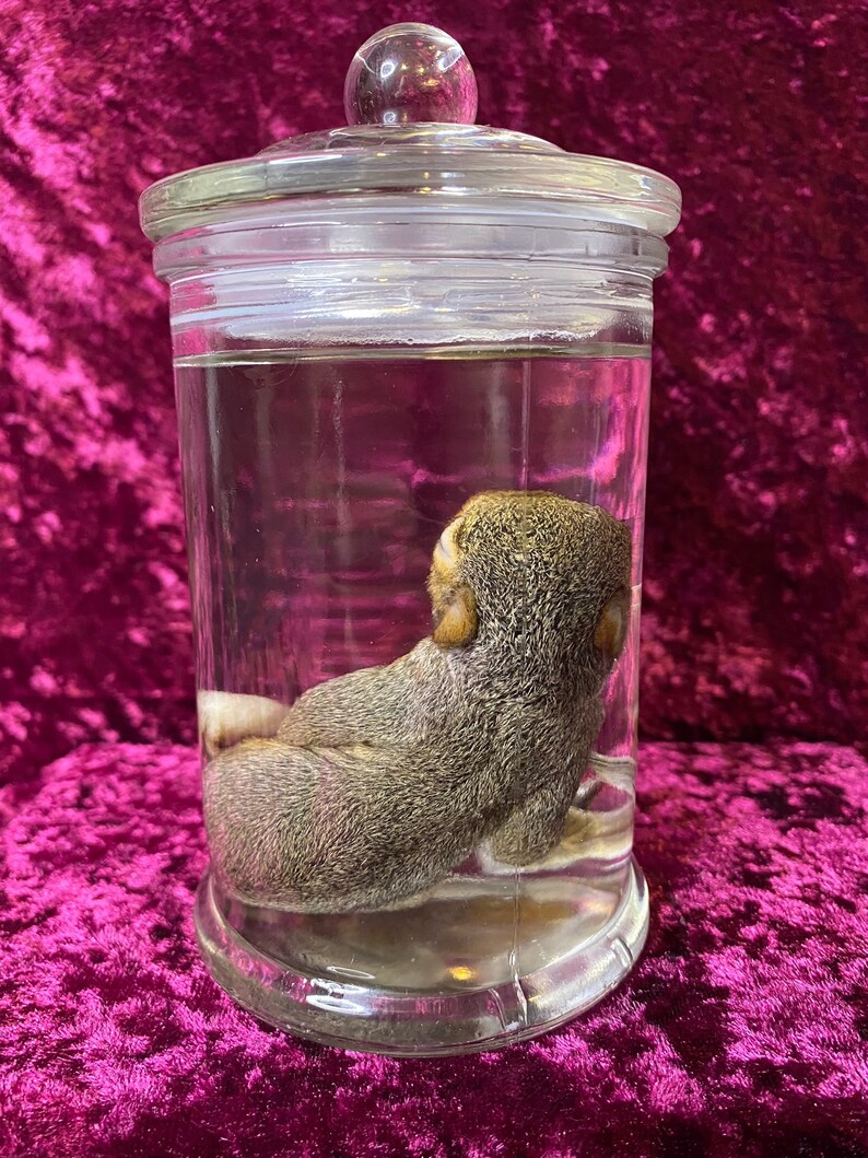 Op de afbeelding: Een gepreserveerde grijze eekhoorn in een glazen pot met een glazen deksel. De eekhoorn is opgerold in een bal in de pot.