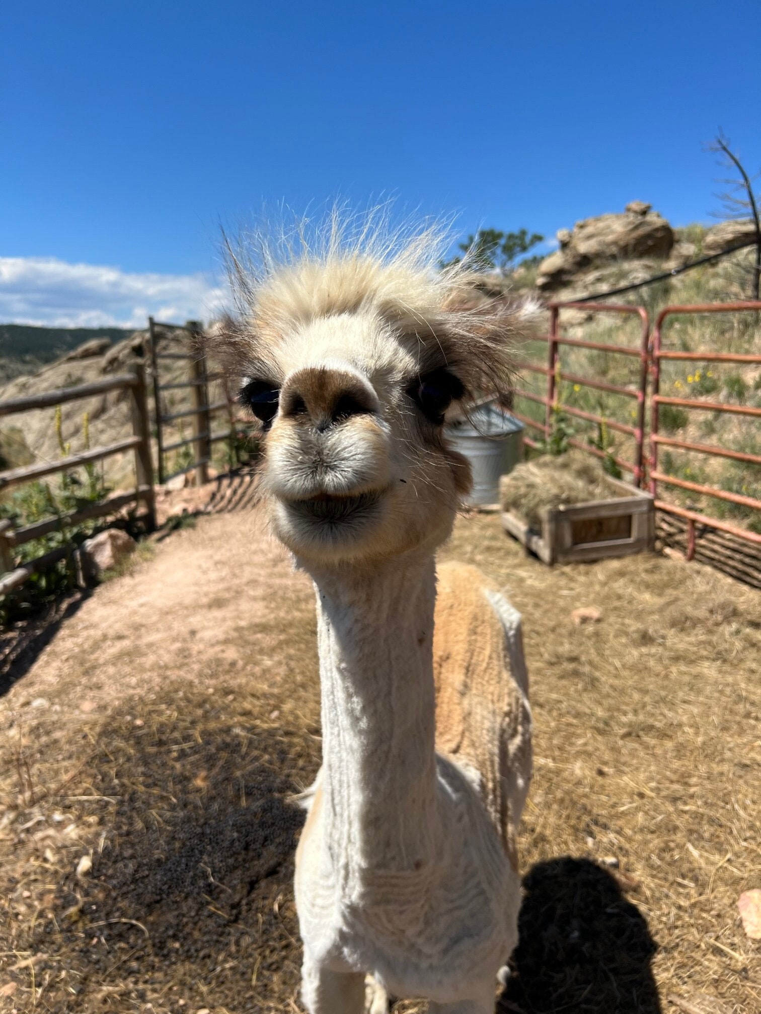 Alpaca Poop Fertilizer 100 All Natural, Alpaca Tea, Alpaca Black Gold