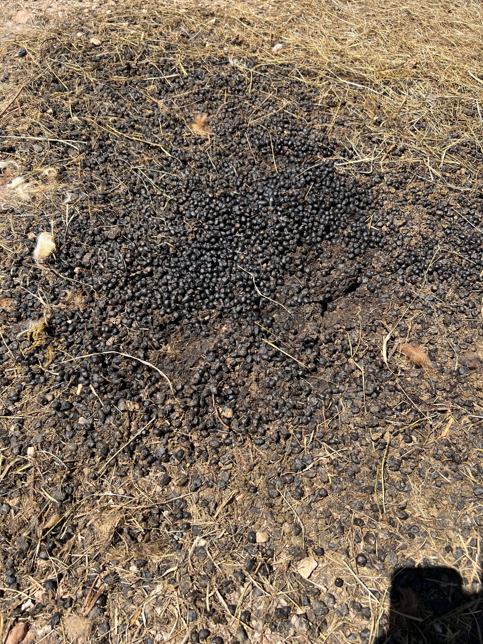 Alpaca Poop Fertilizer 100 All Natural, Alpaca Tea, Alpaca Black Gold