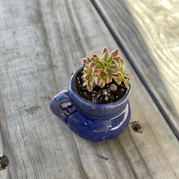 Baby Aeonium Sunburst Crested with Mini Mug| succulent| baby| Mini| fairy garden| Cute| Live Plant| Garden| Plants