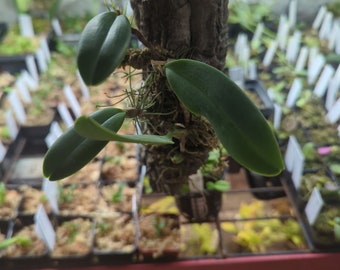 Bulbophyllum cumingii miniature orchid warm grower mounted