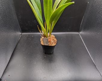 Josefia Intricata/aridarum Perisai - Etsy