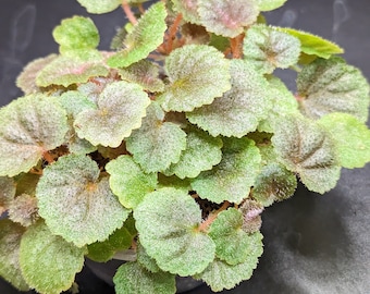 Begonia hoehneana miniature begonia, terrarium plant