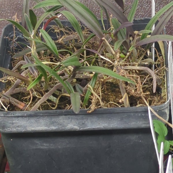 Epidendrum conopseum (magnoliae) Florida native orchid species miniature/small sized   seedling