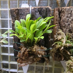 Platystele stenostachya yellow miniature orchid intermediate warm grower terrarium vivarium