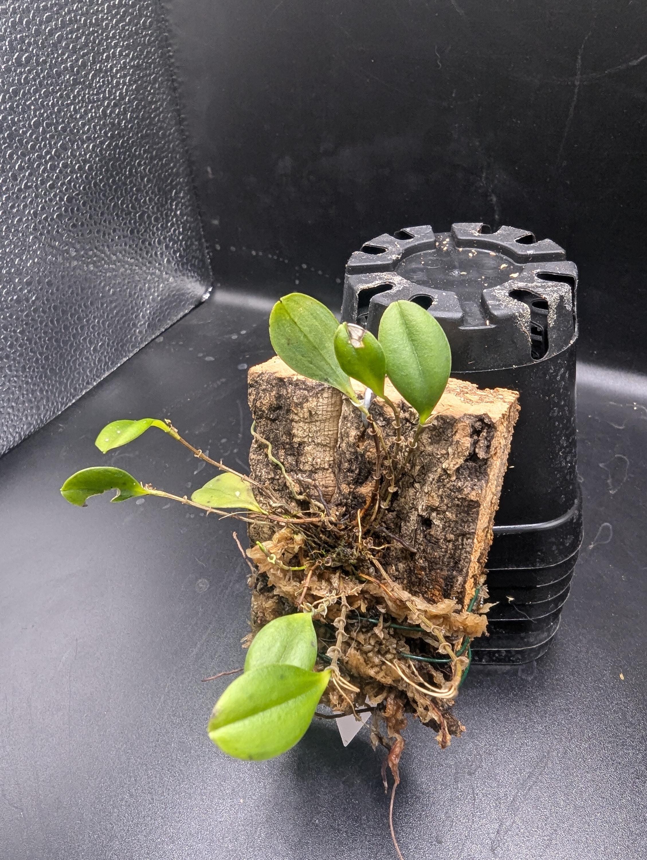Lepanthes Martineae Miniature Orchid Intermediate Grower Terrarium