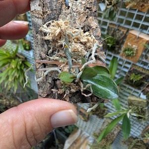 May include: A small orchid plant mounted on a piece of cork bark. The orchid has green leaves with white stripes and is surrounded by moss. A metal hook is attached to the top of the cork.