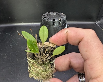lepanthopsis astrophora x hitzil ハイブリッド Lepanthopsis astrophora