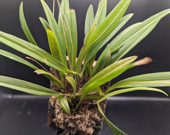 Stelis kefersteiniana miniature orchid intermediate warm grower terrarium vivarium mounted
