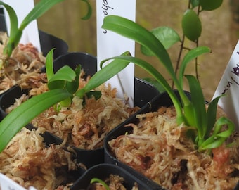 Bulbophyllum saurocephalum miniature orchid unique easy grower seedlings