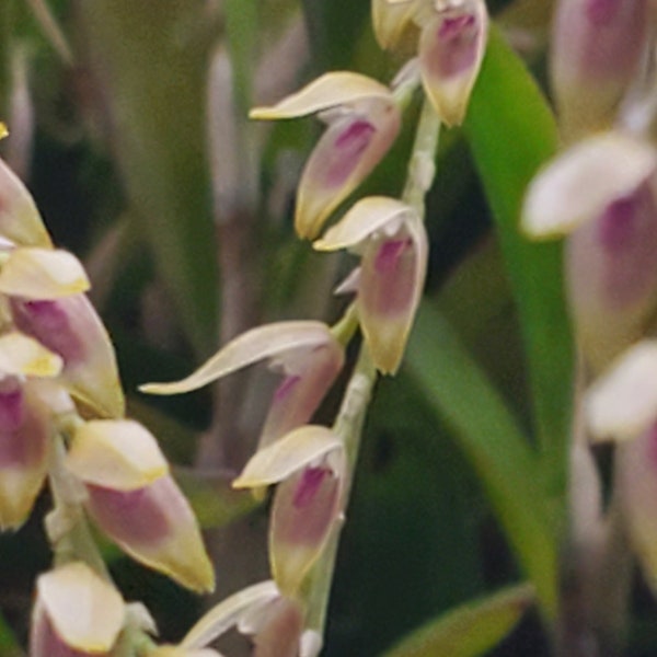 Specklinia costaricensis miniature orchid warm grower terrarium/vivarium