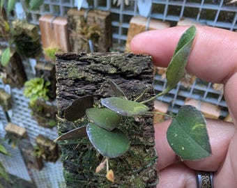 Lepanthopsis Astrophora Ultra Miniature Species Orchid - Etsy