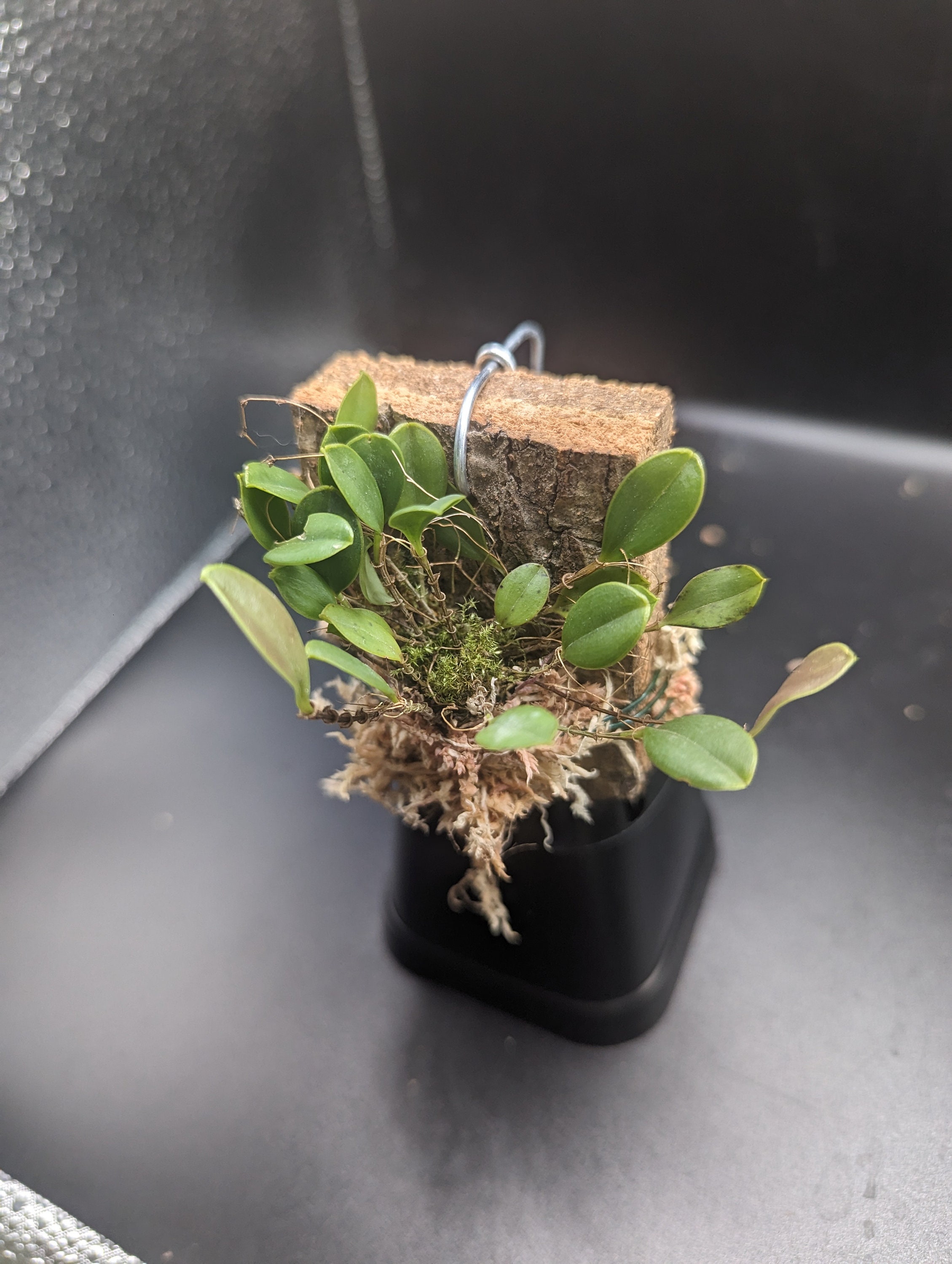 Lepanthes Martineae Miniature Orchid Intermediate Grower Terrarium