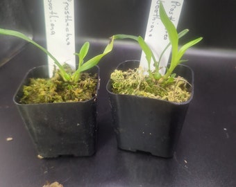 Prosthechea boothiana miniature/small orchid Florida native species seedling