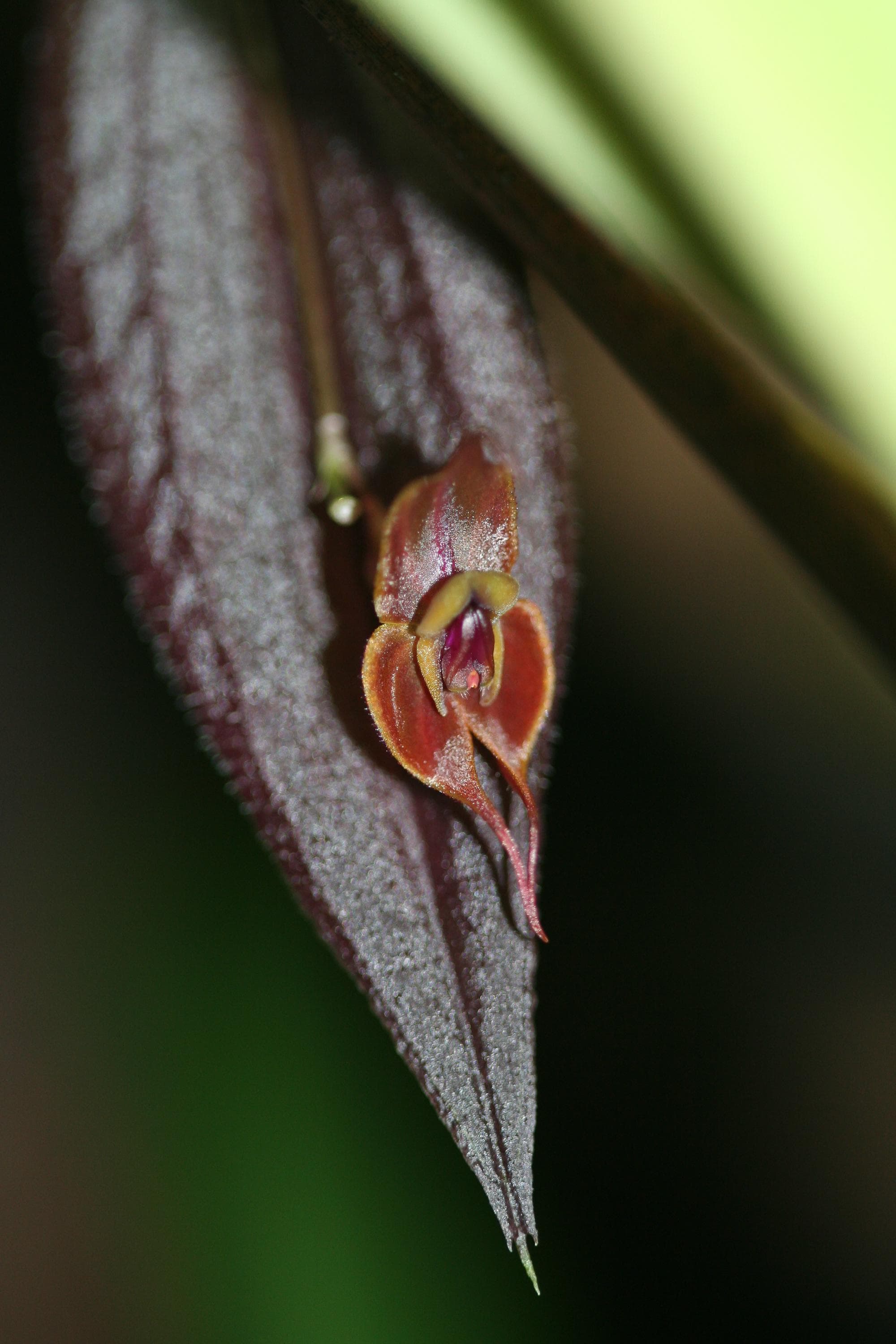 lepanthes gargoyla  レパンテスエクアドルパルダリウム大株 lepanthes gargoyla レパンテスエクアドルパルダリウム大株