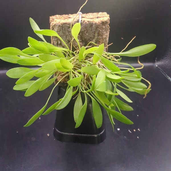 Specklinia (Pleurothallis) grobyi miniature orchid easy grower terrarium vivarium mounted