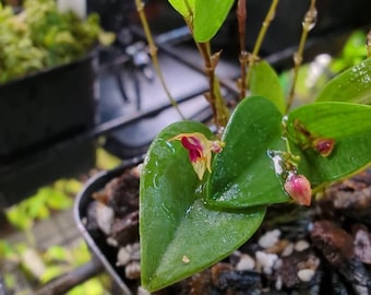 Lepanthes regularis miniature orchid terrarium vivarium warm growing mounted