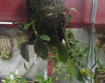 Lepanthes gargoyla miniature orchid intermediate grower terrarium/vivarium