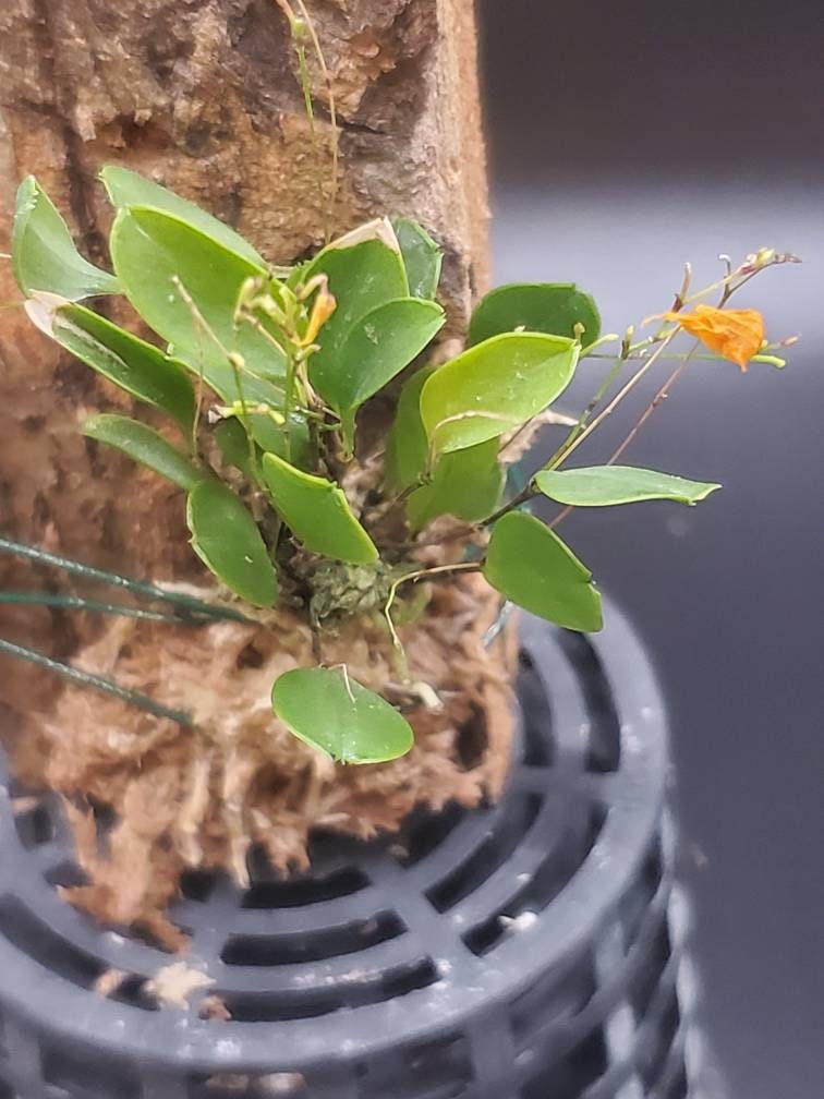 Lepanthes Guatemalensis Miniature Orchid - Etsy
