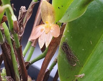 Pleurothallis sandemanii small sized orchid warm growing