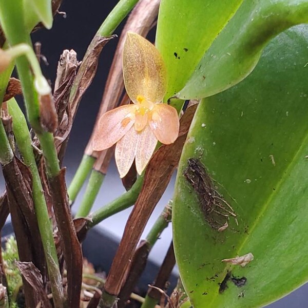 Pleurothallis sandemanii small sized orchid warm growing