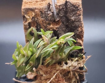 Epidendrum Nanum miniature orchid terrarium/vivarium mounted