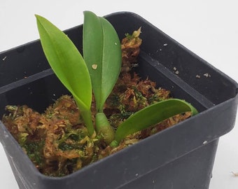 Bulbophyllum amplebracteatum fragrant orchid seedling