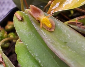 Pleurothallis acestrophylla miniature orchid easy grower intermediate/warm terrarium vivarium