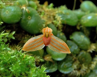 Bulb moniliforme びっしり　大株ミニチュアオーキッドコルク Bulb moniliforme びっしり 大株ミニチュアオーキッドコルク Bulb